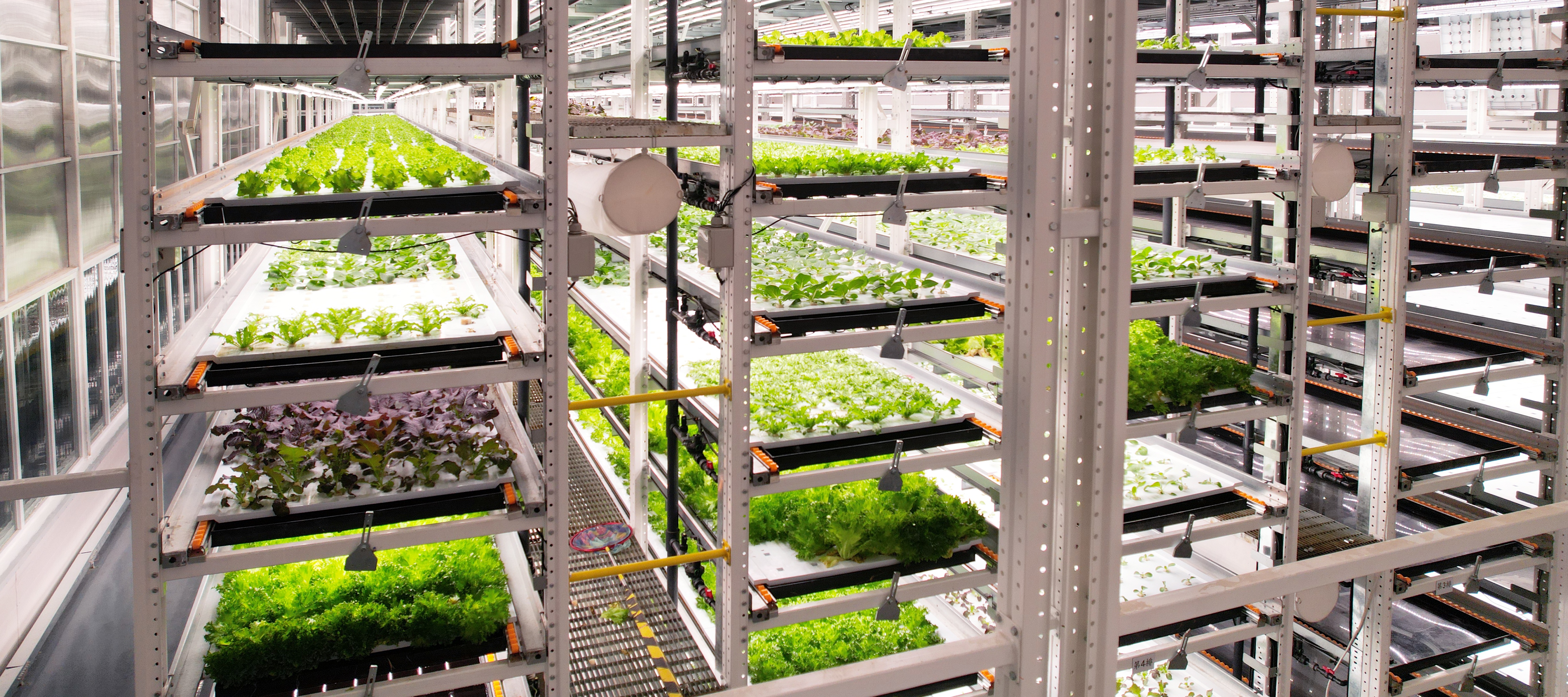 瓦力游戏植物工厂蔬菜20231206 (2)_看图王.JPG